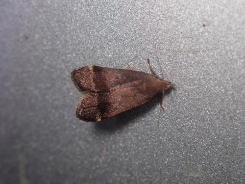 Anacampsis obscurella